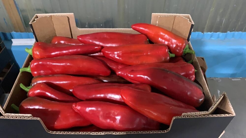 Pimiento Capia