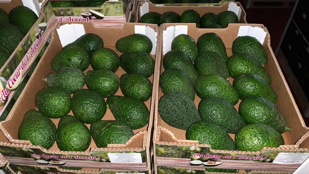 Aguacate