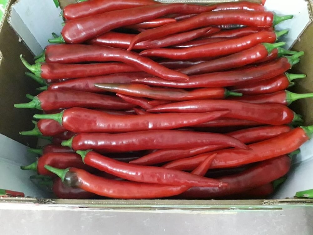 Pimiento Picante