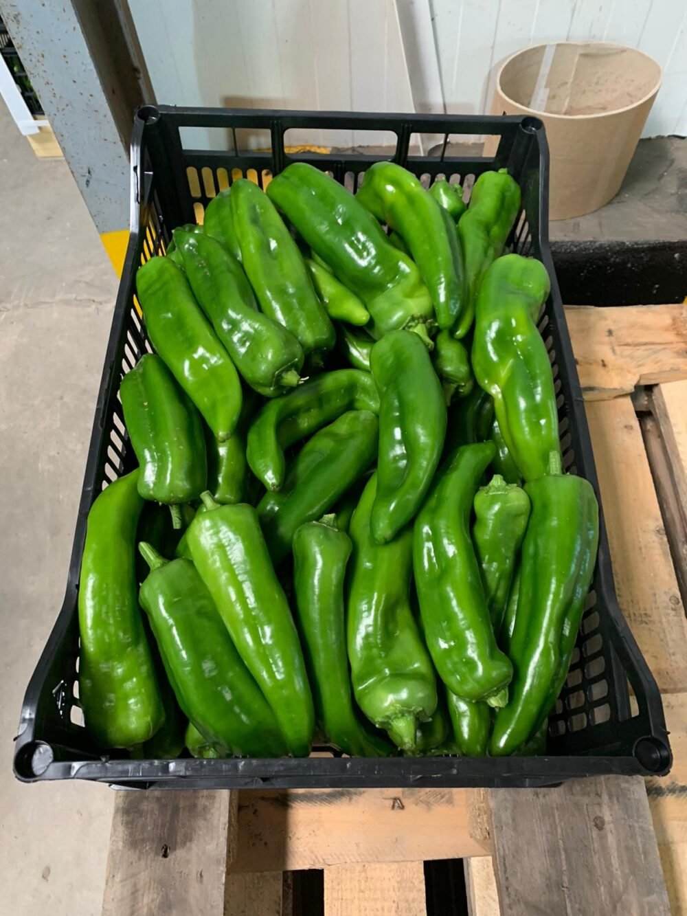 Pimiento Italiano - Imagen 3