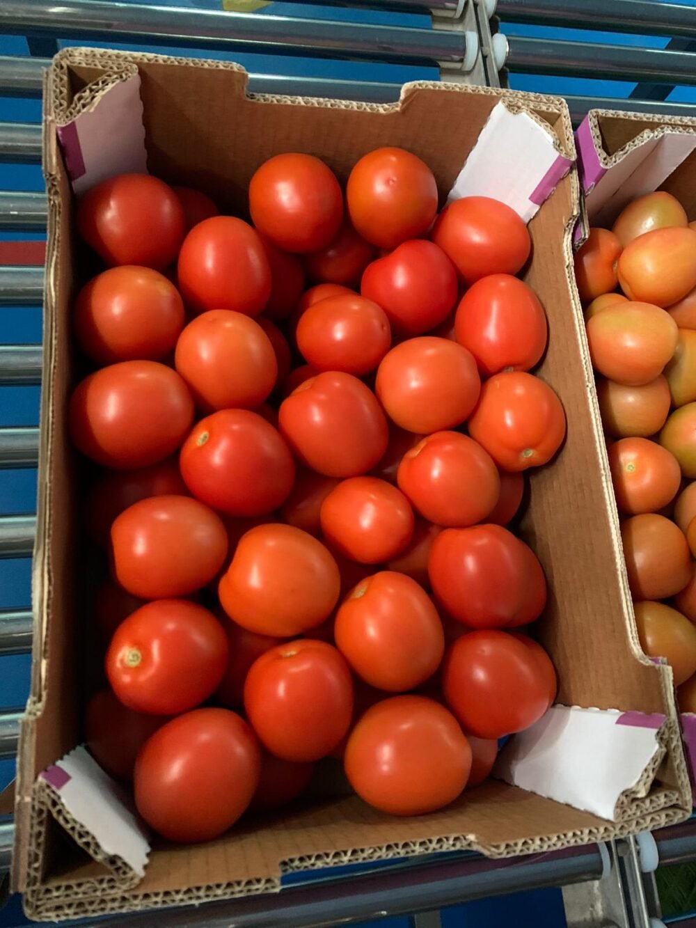 Tomate Redondo - Imagen 4