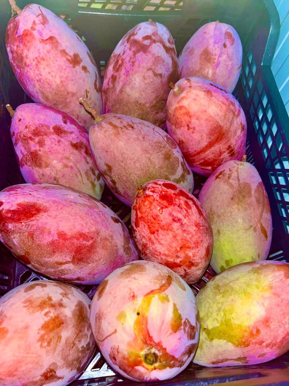 Mangos - Imagen 2