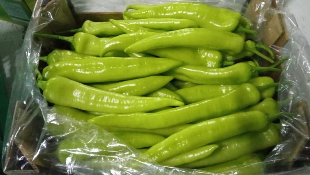 Pimiento Capia - Imagen 5