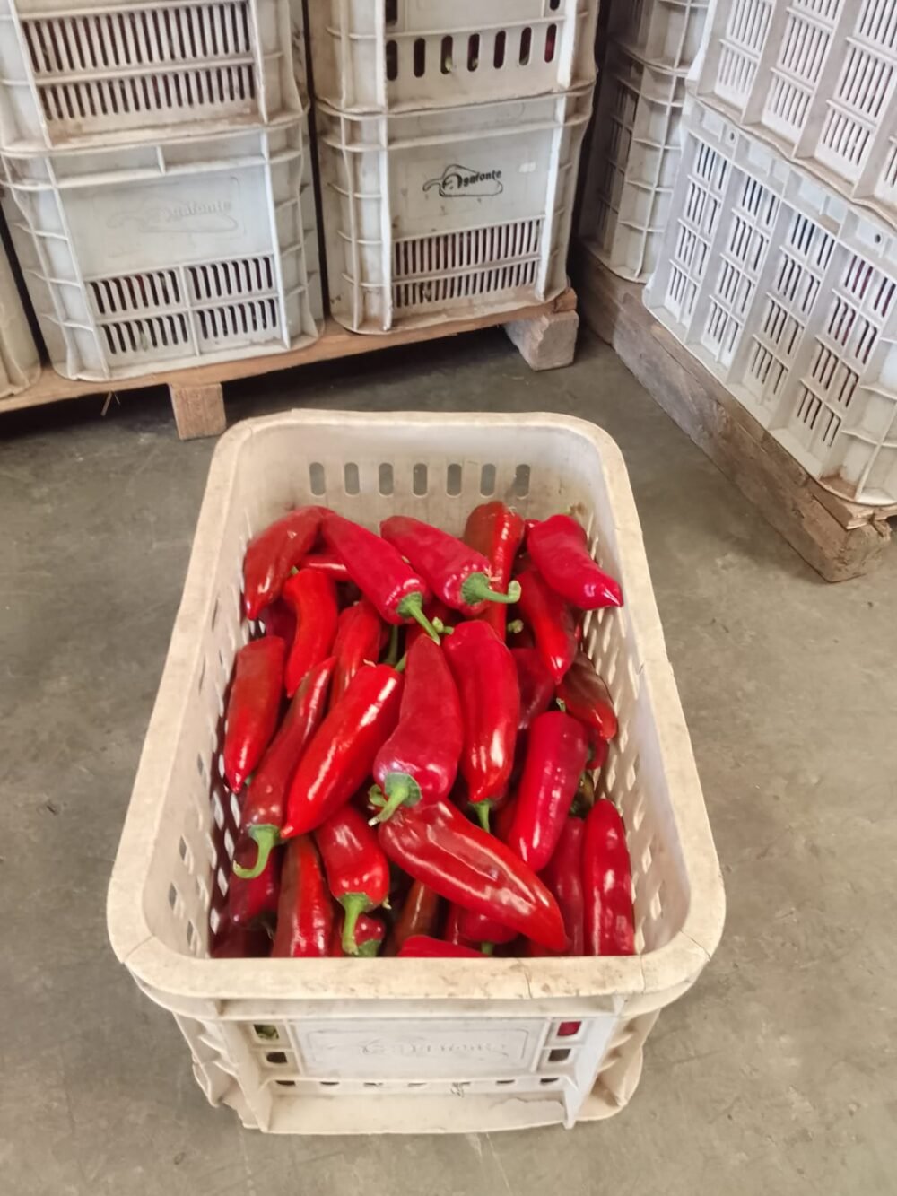 Pimiento Capia - Imagen 4