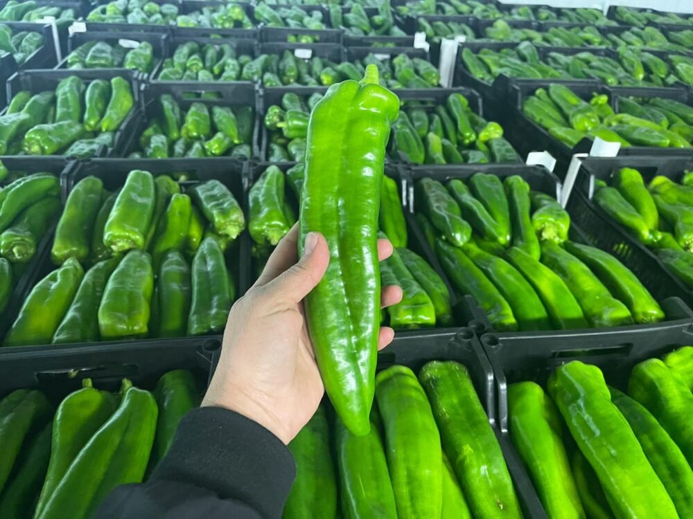 Pimiento Italiano