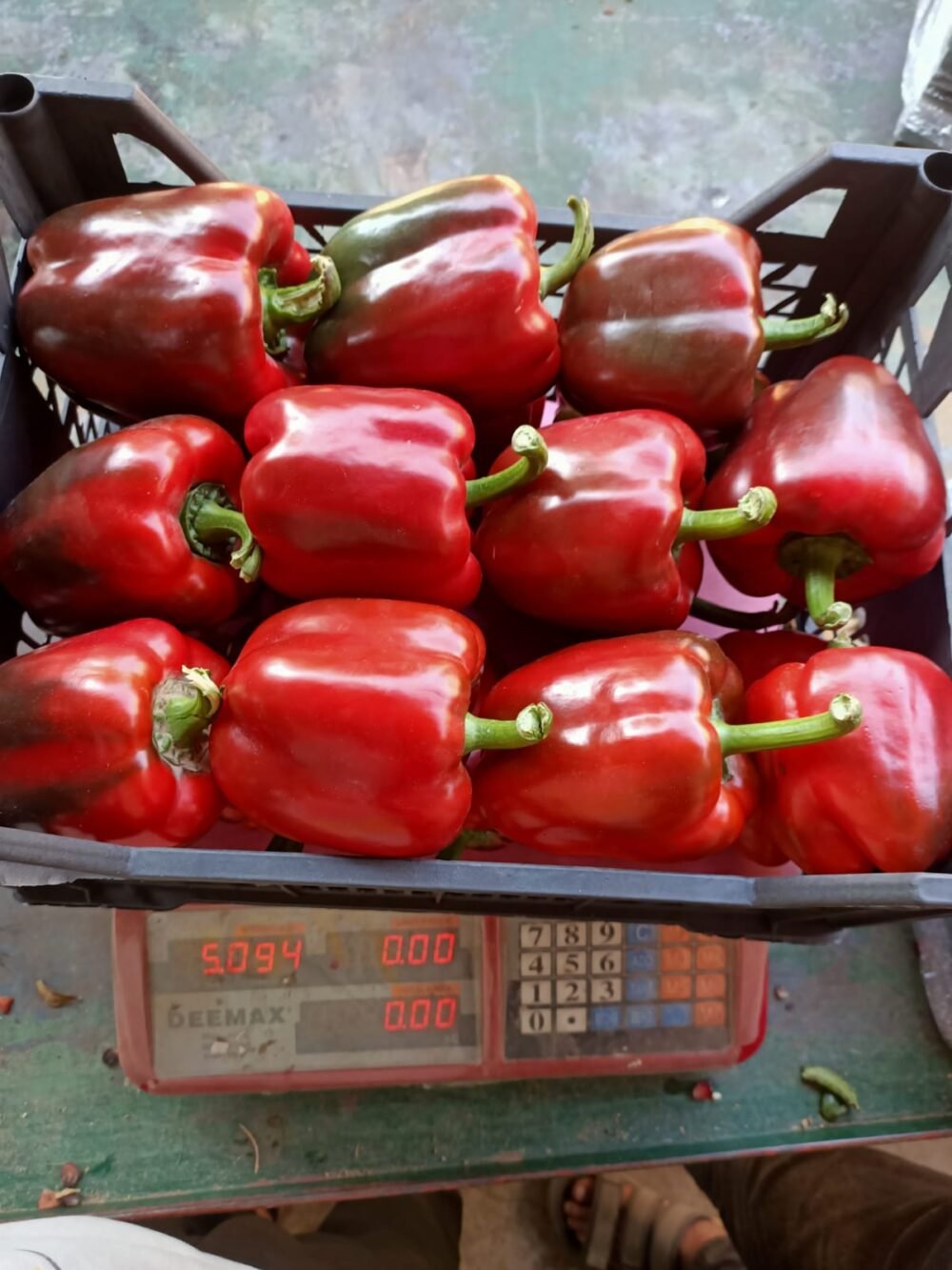 Pimiento, California Rojo, Verde y Amarillo - Imagen 2