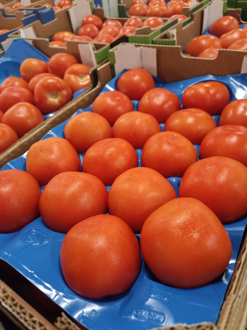 Tomate Redondo - Imagen 2